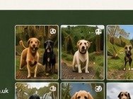 Dog adventure gallery